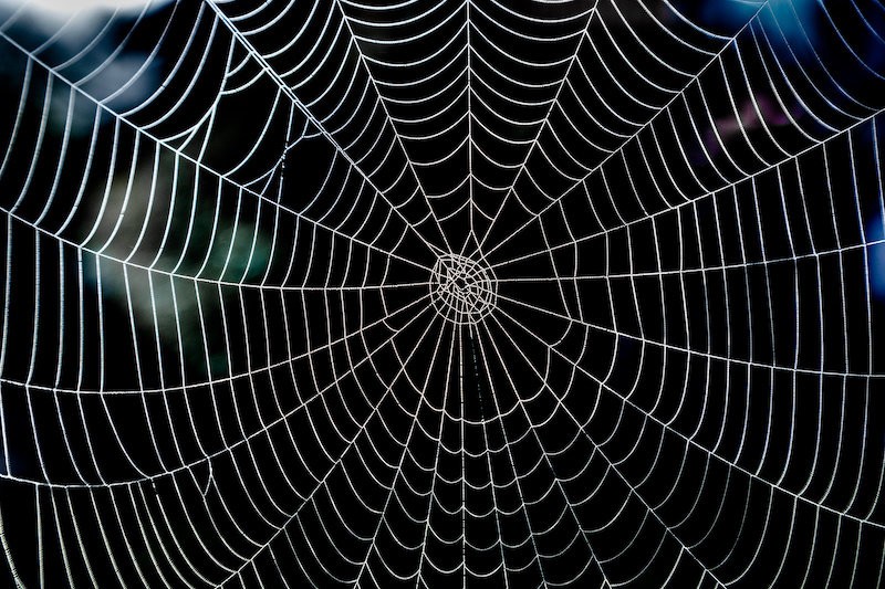 شیوه دقیق بافت تار عنکبوت سرانجام کشف شد