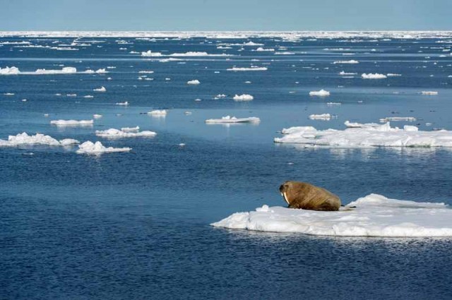 تغییرات آب‌و‌هوایی قطب شمال زودتر از آنچه پیشبینی می‌شد اتفاق می‌افتد