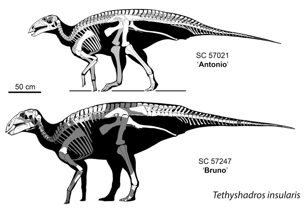 کشف فسیل‌های چند دایناسور فرضیه‌های دانشمندان درباره ایتالیا را تغییر داد