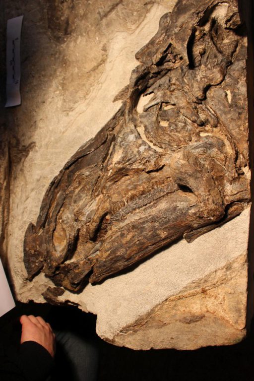 کشف فسیل‌های چند دایناسور فرضیه‌های دانشمندان درباره ایتالیا را تغییر داد