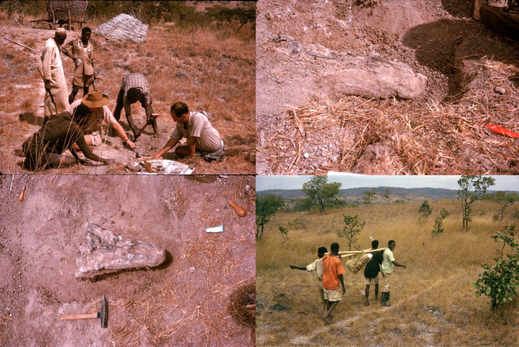 فسیل‌های آرکوسور تریاس که در دهه 1960 حفاری شده‌اند، بخشی گمشده را به تکامل کروکودیل‌ها اضافه کردند