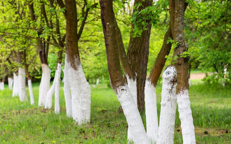 چرا بعضی از مردم درختان را به رنگ سفید، رنگ می‌کنند؟