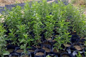 آشنایی با بزرگترین سایت نهالستان در ایلام