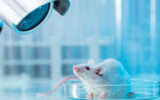 محققان راز چشمه حیات را در ژن موش‌ها پیدا کردند