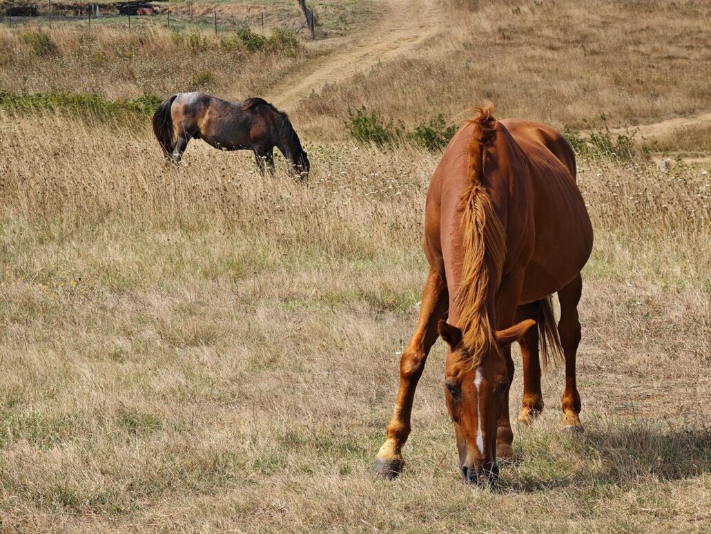 کیت عکاسی گوشی شیائومی ۱۳ اولترا