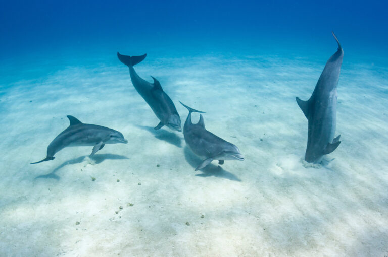 توانایی خارق العاده و جدید دلفین ها کشف شد!