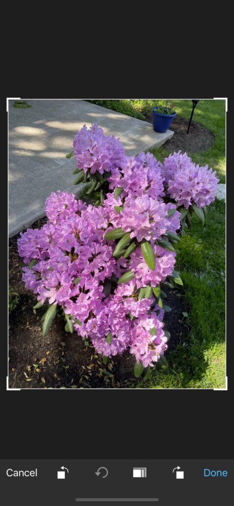 8 تا از بهترین برنامه های رایگان برای تبدیل عکس به نقاشی