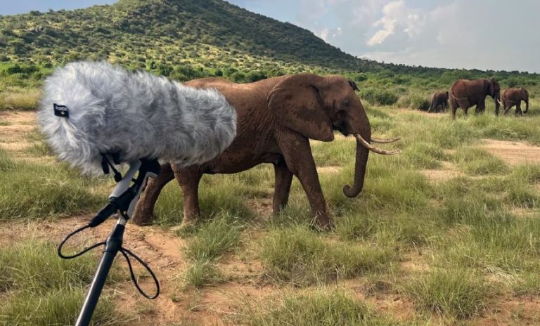 فیلها خانواده دوستانشان را به اسم صدا میزنند!