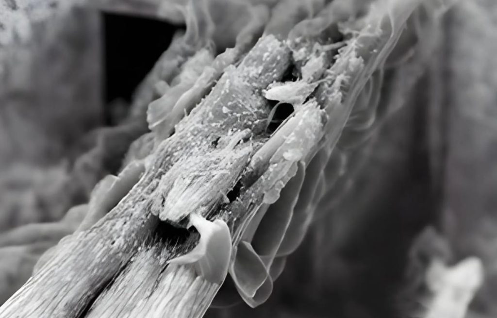 کشف نوع جدیدی از چوب که کربن‌دی‌اکسید بیشتری را جذب می‌کند!