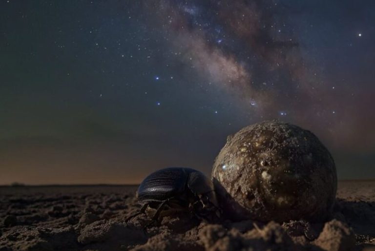 روش ناوبری سوسک سرگین، الهامبخش یک حسگر جدید برای هواپیماهای بدون سرنشین شد!