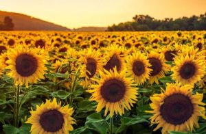 دانشمندان معمای قدیمی تکان خوردن گیاهان را حل کردند!