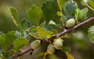 یک دانه ۱,۰۰۰ ساله که قرن‌ها در خاک دفن شده بود، به زندگی بازگشته است.