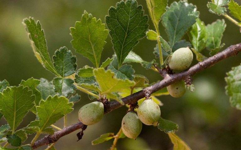 یک دانه ۱,۰۰۰ ساله که قرنها در خاک دفن شده بود، به زندگی بازگشته است.