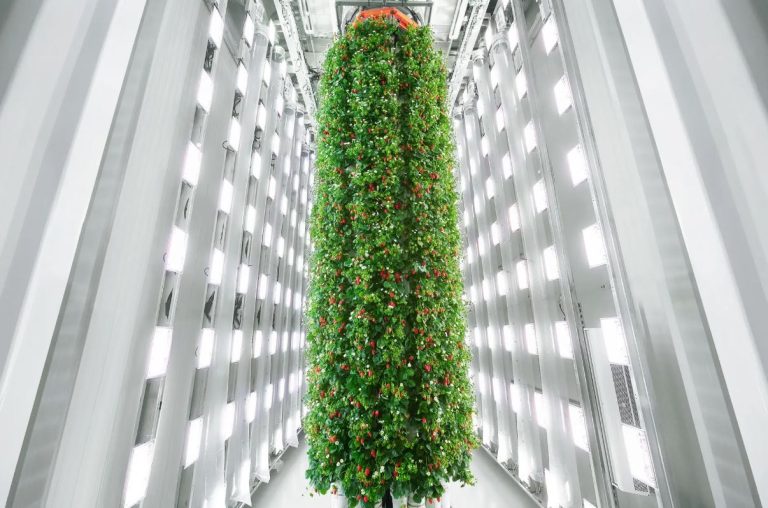 اولین مزرعه عمودی سرپوشیده در جهان، ۴ میلیون پوند میوه در سال تولید میکند!