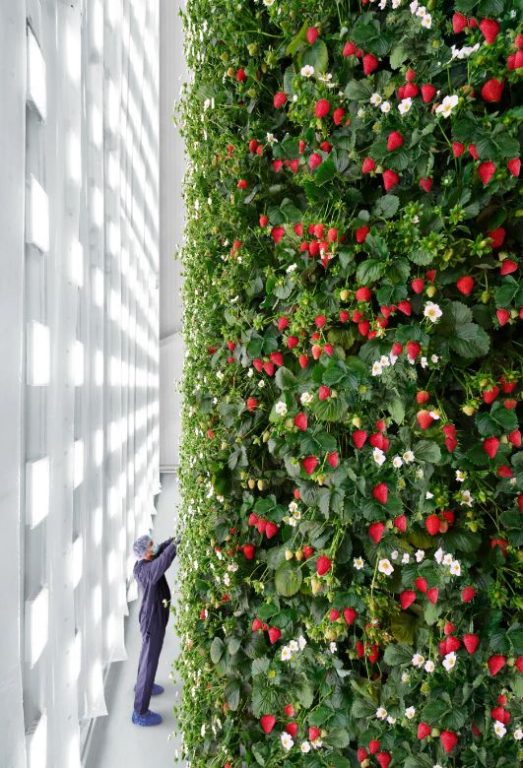 اولین مزرعه عمودی سرپوشیده در جهان، ۴ میلیون پوند میوه در سال تولید میکند!