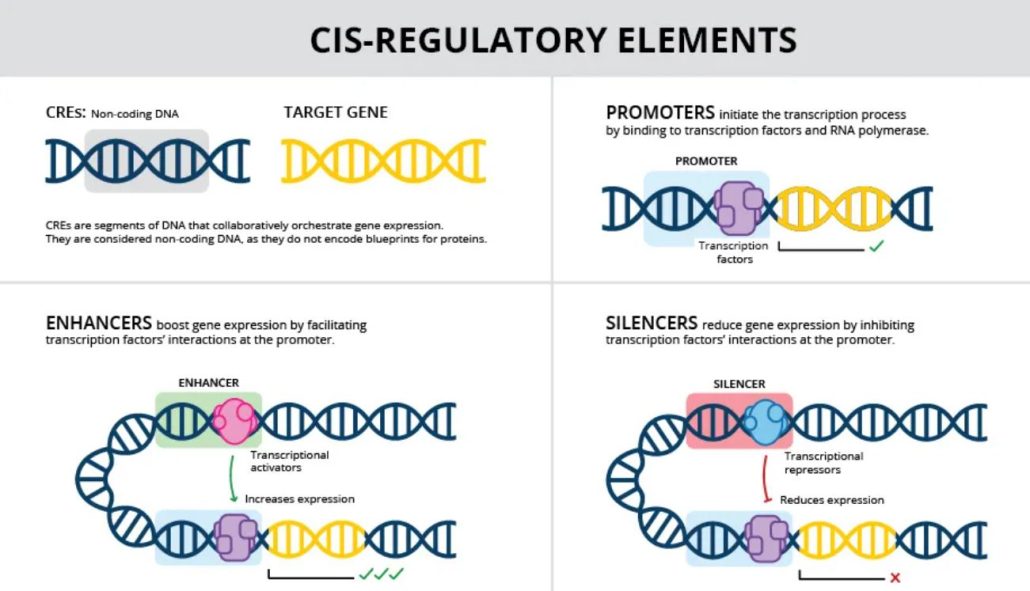 هوش مصنوعی رازهای گرامر DNA را برای ویرایش دقیق ژنها کشف کرد!