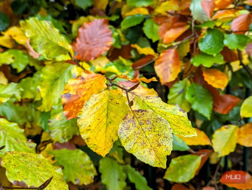 7 نکته کاربردی برای عکاسی‌ حرفه‌ای با گوشی در پاییز‌