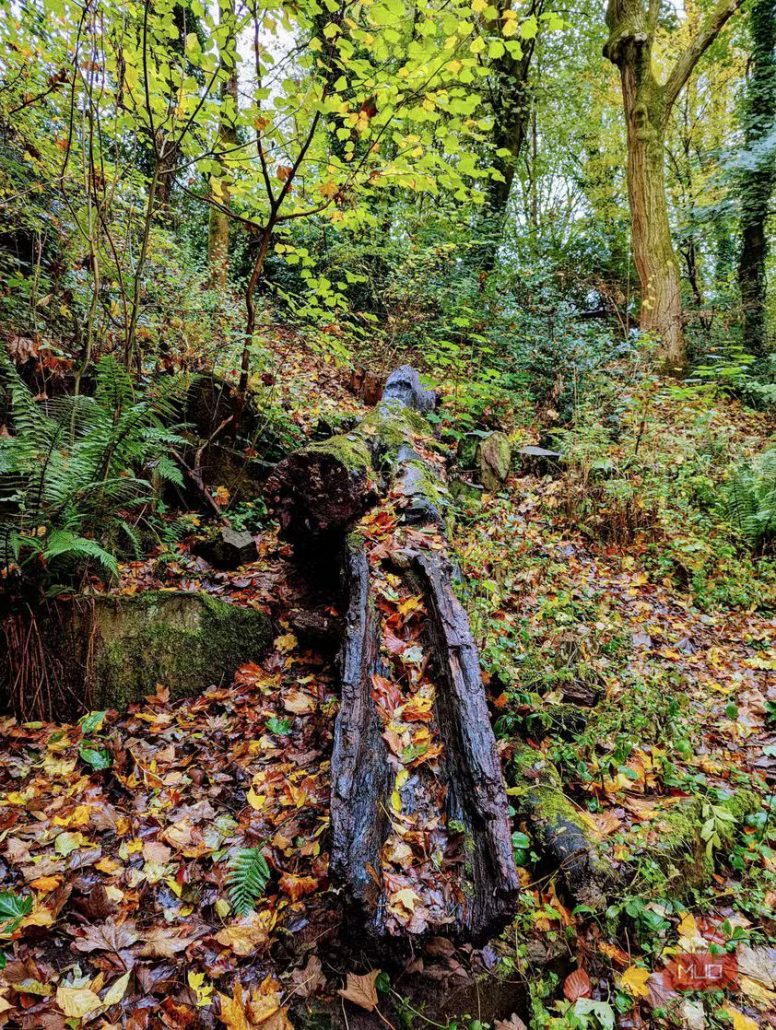 7 نکته کاربردی برای عکاسی حرفه‌ای با گوشی در پاییز