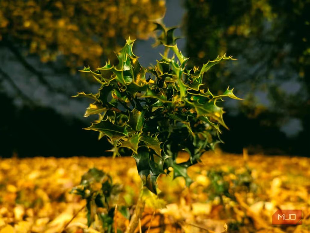 7 نکته کاربردی برای عکاسی حرفه‌ای با گوشی در پاییز