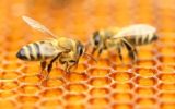 مطالعه‌ای جدید وجود چیزی بیش از شیرینی را در عسل آشکار می‌کند!