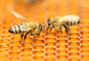 مطالعه‌ای جدید وجود چیزی بیش از شیرینی را در عسل آشکار می‌کند!