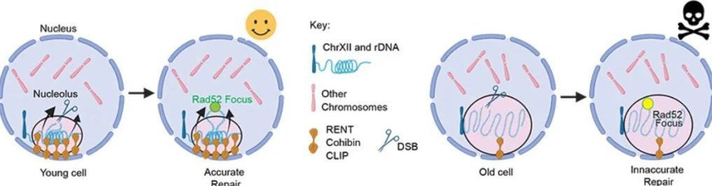 دانشمندان “زمان‌سنج مرگ‌ومیر” را درون سلول‌های ما کشف کردند!