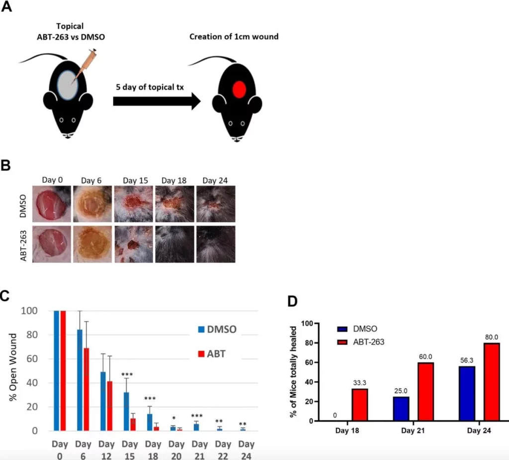 این داروی جدید، پیری پوست را معکوس و بهبود زخم را تسریع میکند!