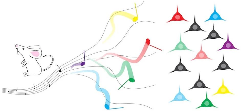 قشر مغز انسان چگونه آینده را پیش‌بینی می‌کند؟!