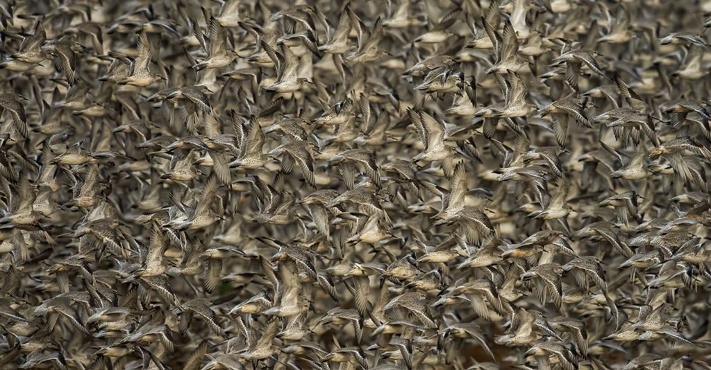 برندگان جوایز عکاسی طبیعت جهان در سال 2025 مشخص شدند [تصاویر]