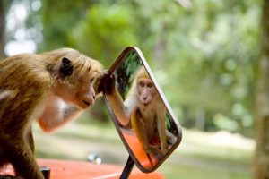 آیا حیوانات مانند ما فکر و احساس میکنند؟!