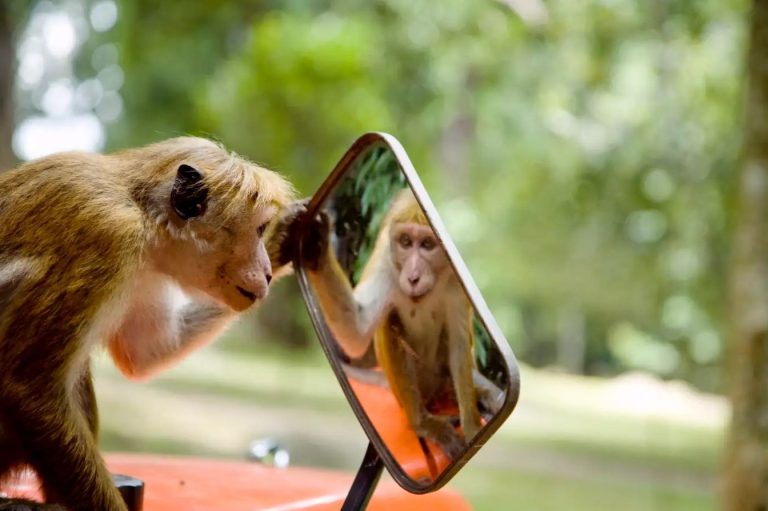 آیا حیوانات مانند ما فکر و احساس می‌کنند؟!