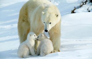 خرس قطبی چگونه در برابر انجماد قطب شمال مقاومت میکند؟