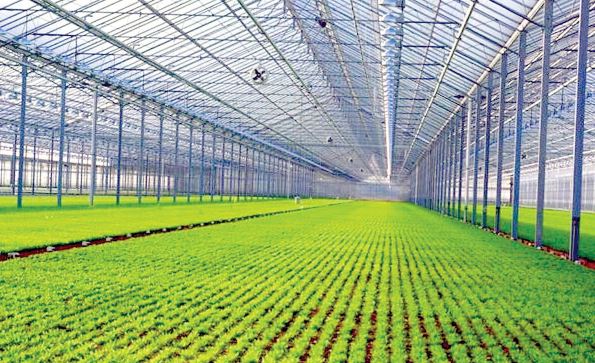 بهترین نایلون گلخانه