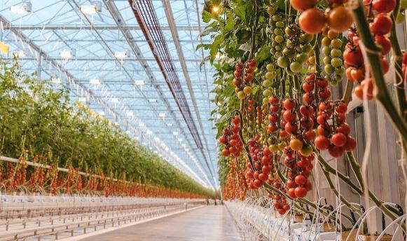 بهترین نایلون گلخانه برای فصل سرما