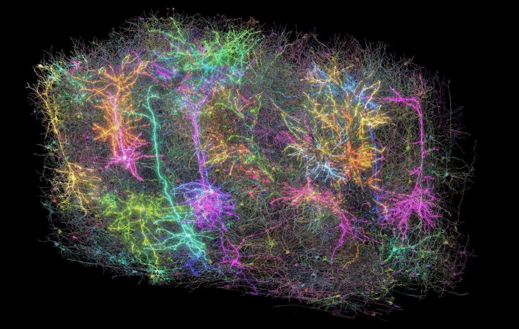 نقشه‌برداری از نورون‌های یک بخش مغز؛ آشکارسازی اسرار بینایی؟!