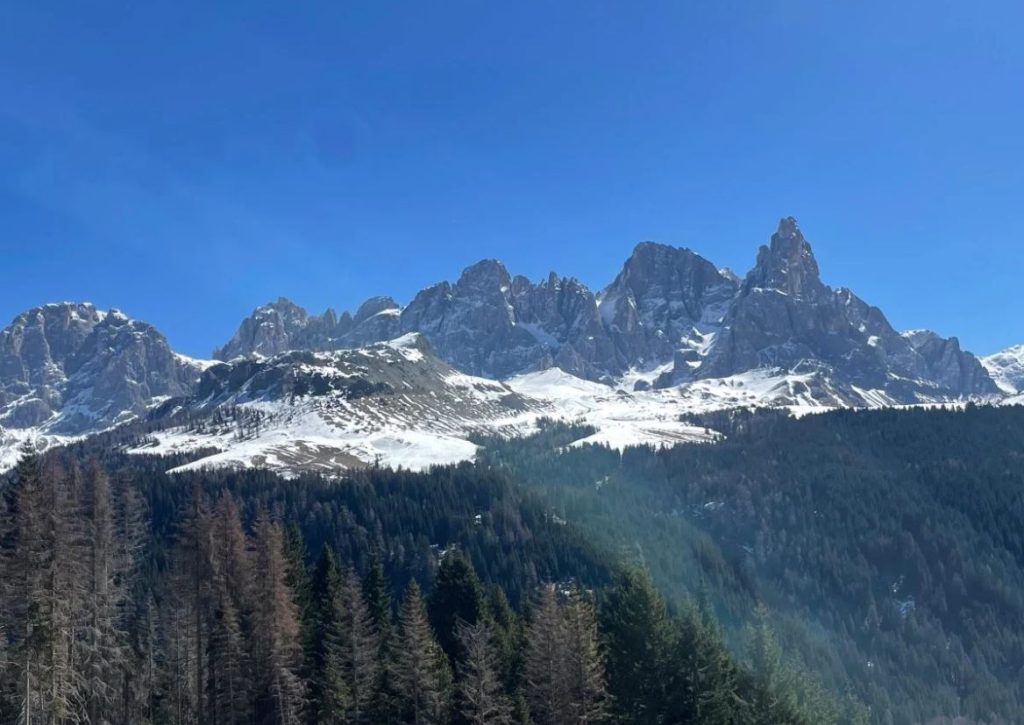 جنگلها قبل از خورشیدگرفتگی "صحبت میکنند"؛ یک ارتباط الکتریکی مرموز میان درختان!