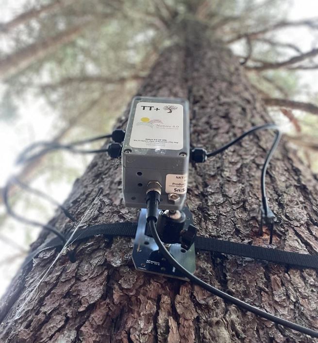 جنگلها قبل از خورشیدگرفتگی "صحبت میکنند"؛ یک ارتباط الکتریکی مرموز میان درختان!