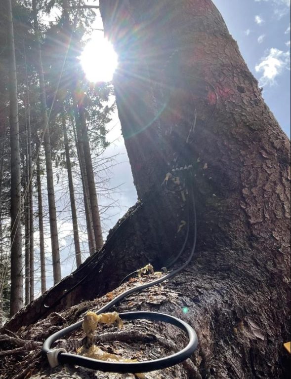 جنگلها قبل از خورشیدگرفتگی "صحبت میکنند"؛ یک ارتباط الکتریکی مرموز میان درختان!