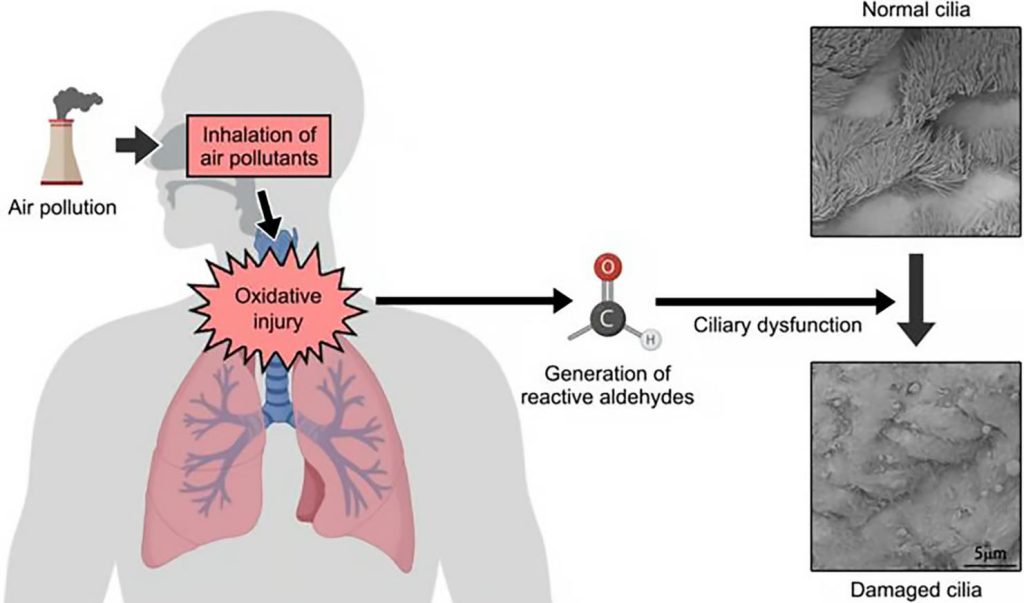 کشف مکانیسم آلودگی هوا و راهی برای معکوس کردن آسیب ریوی