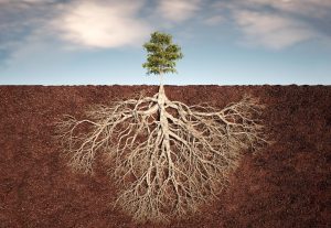 کشف سیستم ریشه دوم پنهان گیاهان: متحدی جدید در مبارزه با تغییرات اقلیمی!