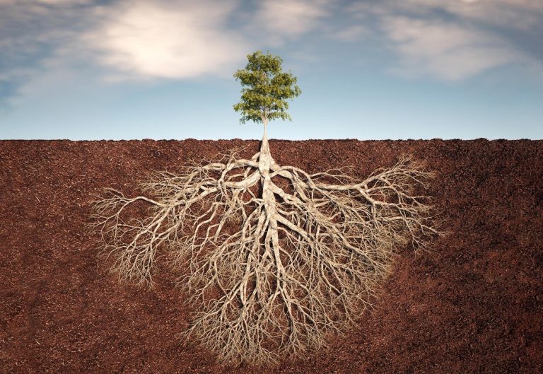 کشف سیستم ریشه دوم پنهان گیاهان: متحدی جدید در مبارزه با تغییرات اقلیمی!