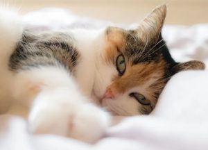 چرا گربهها بیشتر اوقات روی سمت چپ خود میخوابند؟!