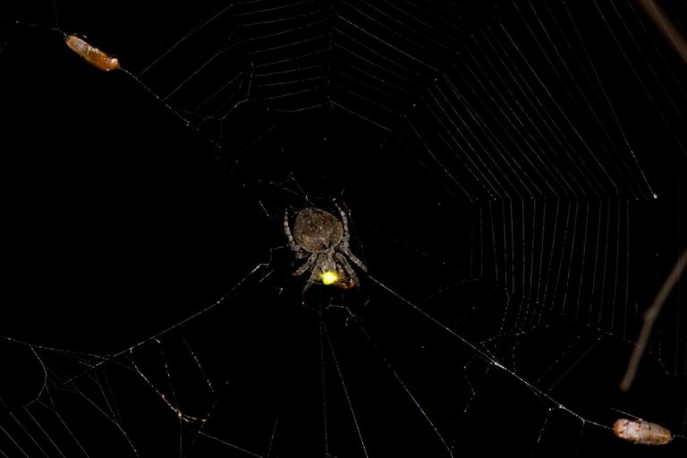 عنکبوت‌ها برای ساخت تله‌های مرگبار، از نور کرم‌های شب‌تاب سوء استفاده می‌کنند!
