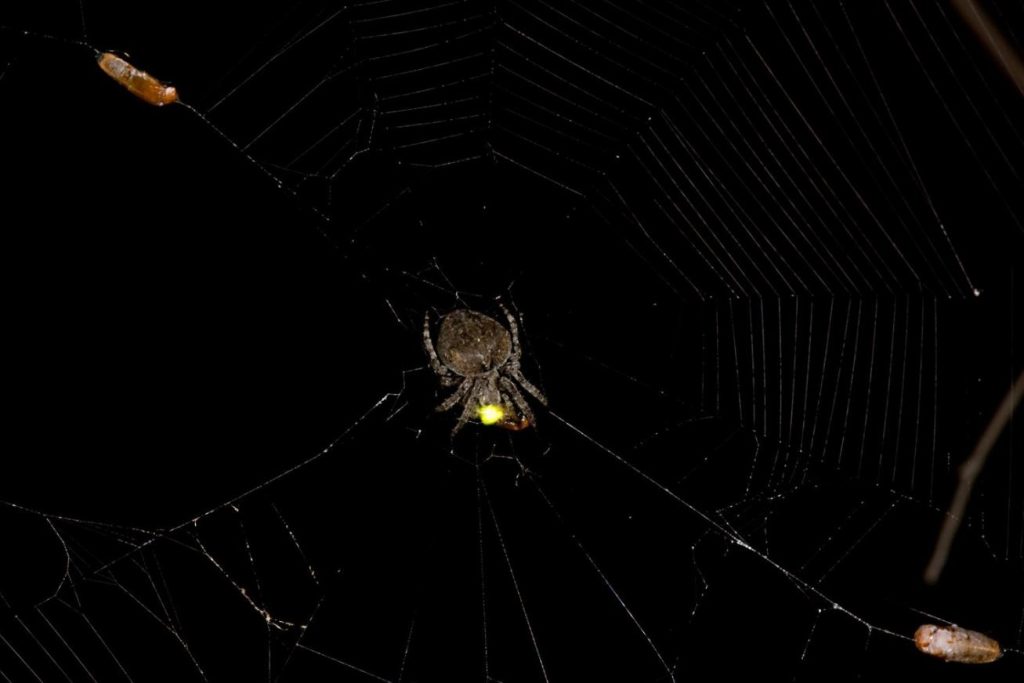 عنکبوتها برای ساخت تلههای مرگبار، از نور کرمهای شبتاب سوء استفاده میکنند!