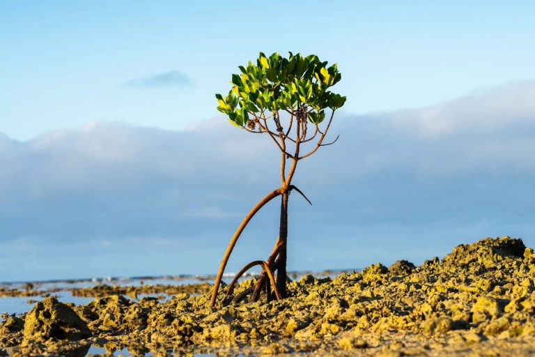 زندگی در انزوا حرکت نمیکند؛ مطالعه جدید نظریه دهها ساله گیاهشناسی را باطل کرد!