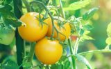 چرا برخی گوجه‌فرنگی‌ها زرد هستند؟!