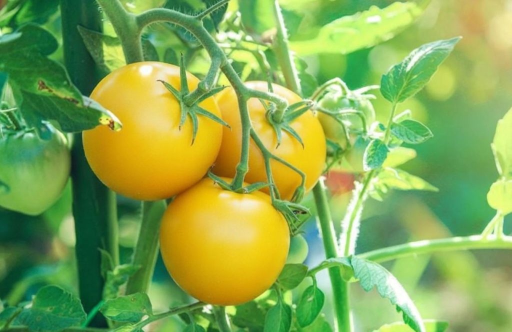 چرا برخی گوجهفرنگیها زرد هستند؟!