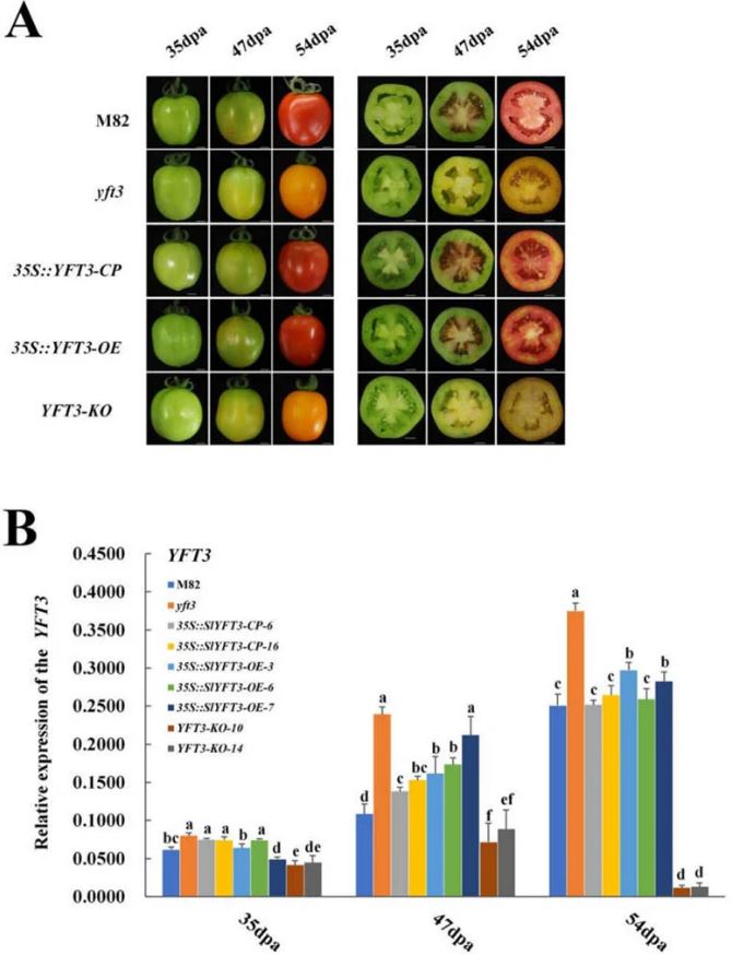 چرا برخی گوجهفرنگیها زرد هستند؟!
