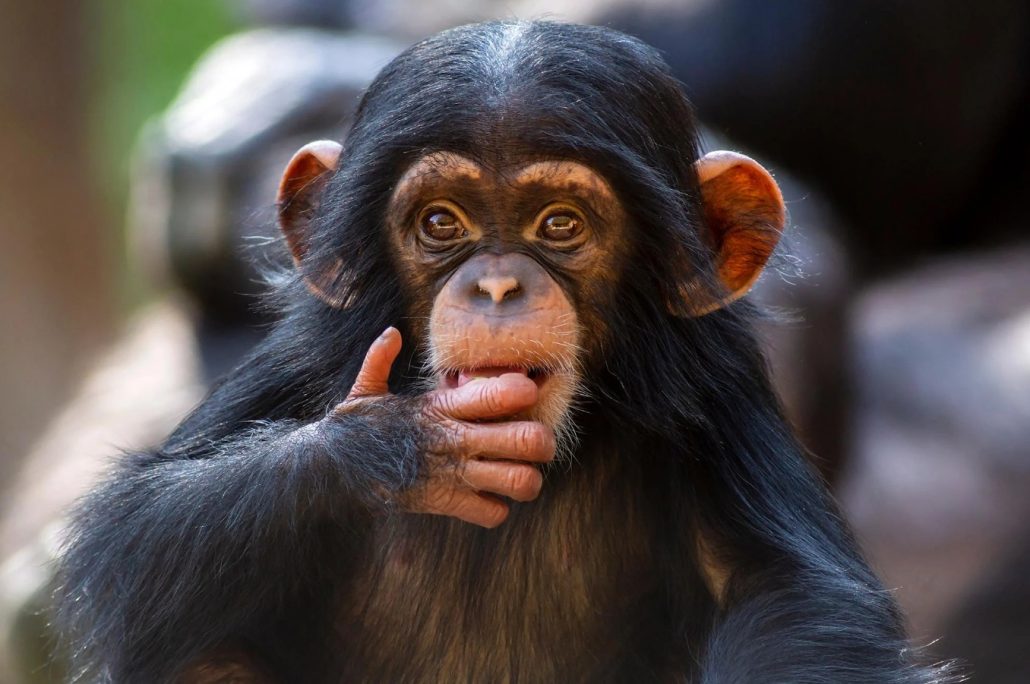 روانشناسان: شامپانزه‌ها می‌توانند مانند انسان‌ها منطقی فکر کنند!