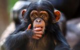 روانشناسان: شامپانزه‌ها می‌توانند مانند انسان‌ها منطقی فکر کنند!